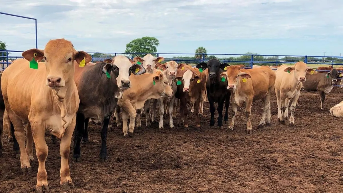 'Totalmente exagerada' la decisión de EU de cerrar otra vez la frontera al ganado mexicano, dice Sheinbaum
