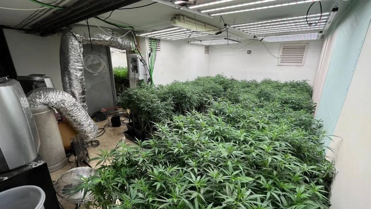 La mariguana que se fuma hoy es más tóxica que la de hace 10 años, revela estudio