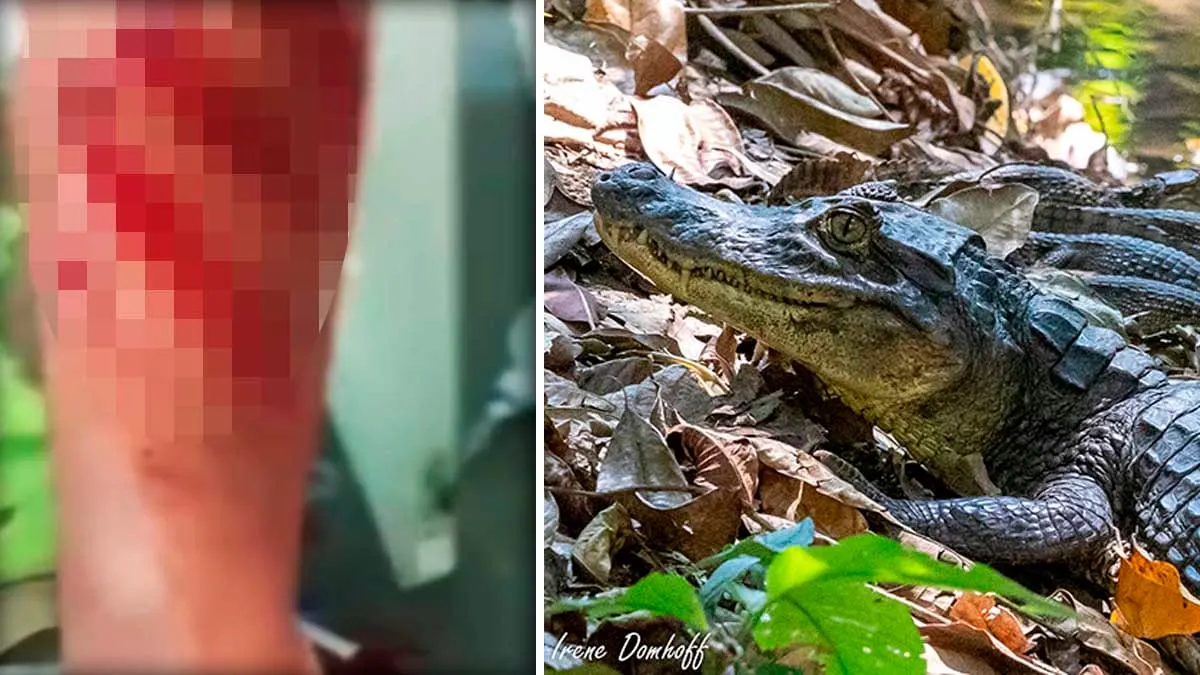 Cocodrilo ataca a turista en Barra de Potosí, Guerrero