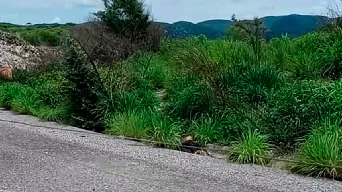 Hallan cadáver parcialmente devorado por animales en carretera hacia Cocula
