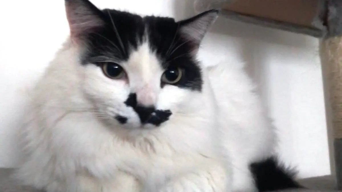 Un mundo sin gatos es imposible; hoy se celebra este ser silencioso domesticado hace 4 mil años