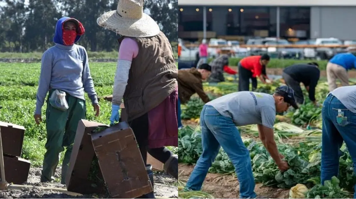 Trump quiere regresar a trabajadores migrantes expulsados, 'son necesarios' para la agricultura, reconoce