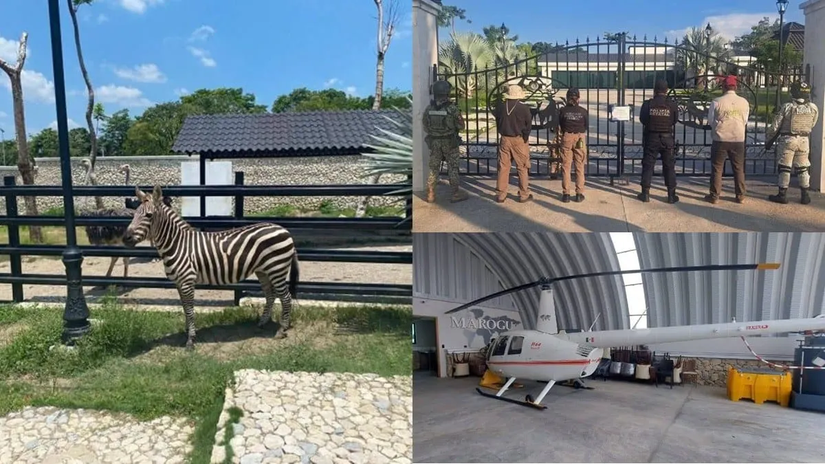 ¡Increíble hallazgo en Tabasco! 🚁 helicóptero, arsenal y una cebra, en cateo a residencia de lujo ligada al huachicol