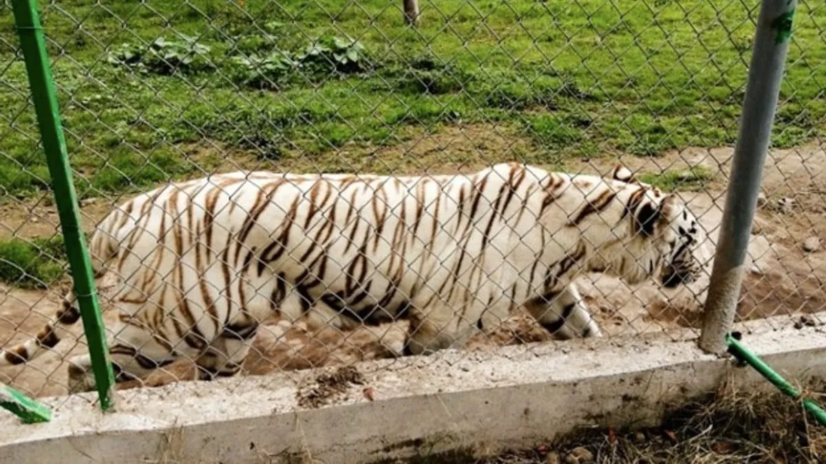 Hallan muerto a Tigre de Bengala fugitivo; inundaciones por el río San Marcos destruyen el zoológico Animalia en Puebla