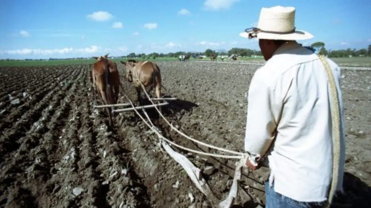 ¡Alerta Alimentaria! Catástrofe de cosechas: la crisis agrícola de México, la peor en 70 Años