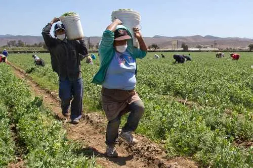 Congreso respalda iniciativa de Érika Lührs para verificar contrataciones y salarios de jornaleros