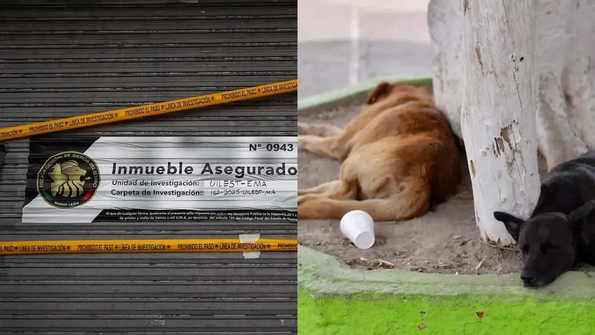 Encuentran horno-cementerio de perritos oculto tras una panadería