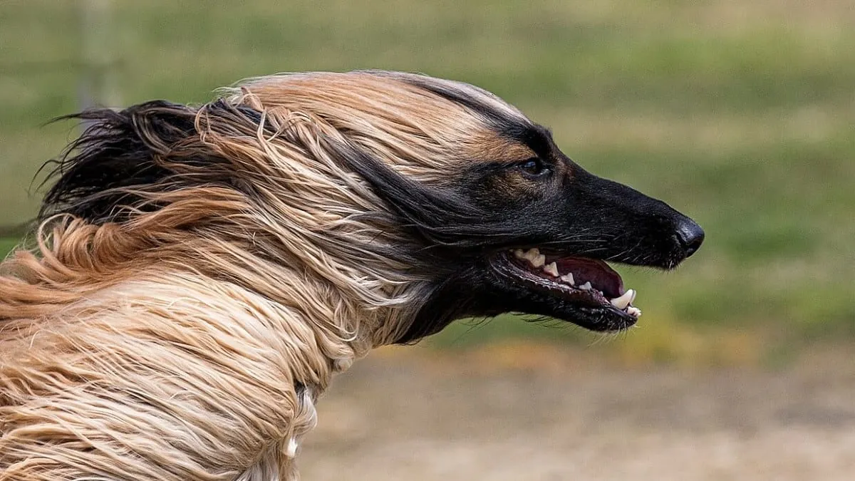 Perros ya tenían cráneos distintos a los lobos hace 11,000 años, revela Science