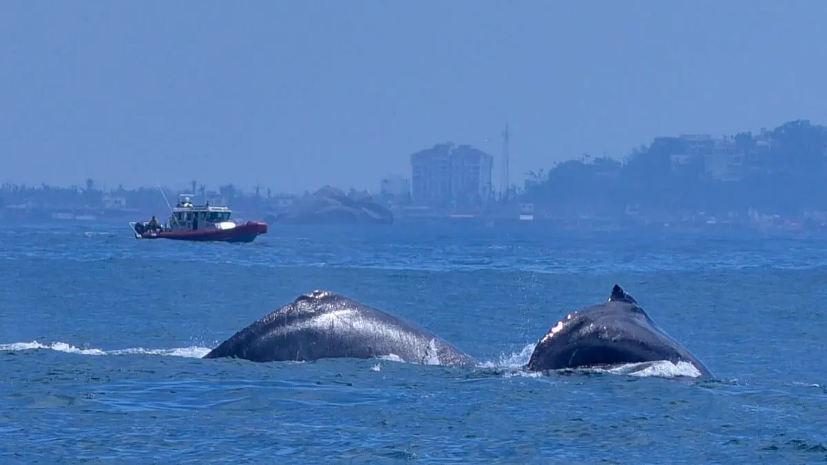 Autorizarán cinco nuevos banderines para observar ballenas en Acapulco