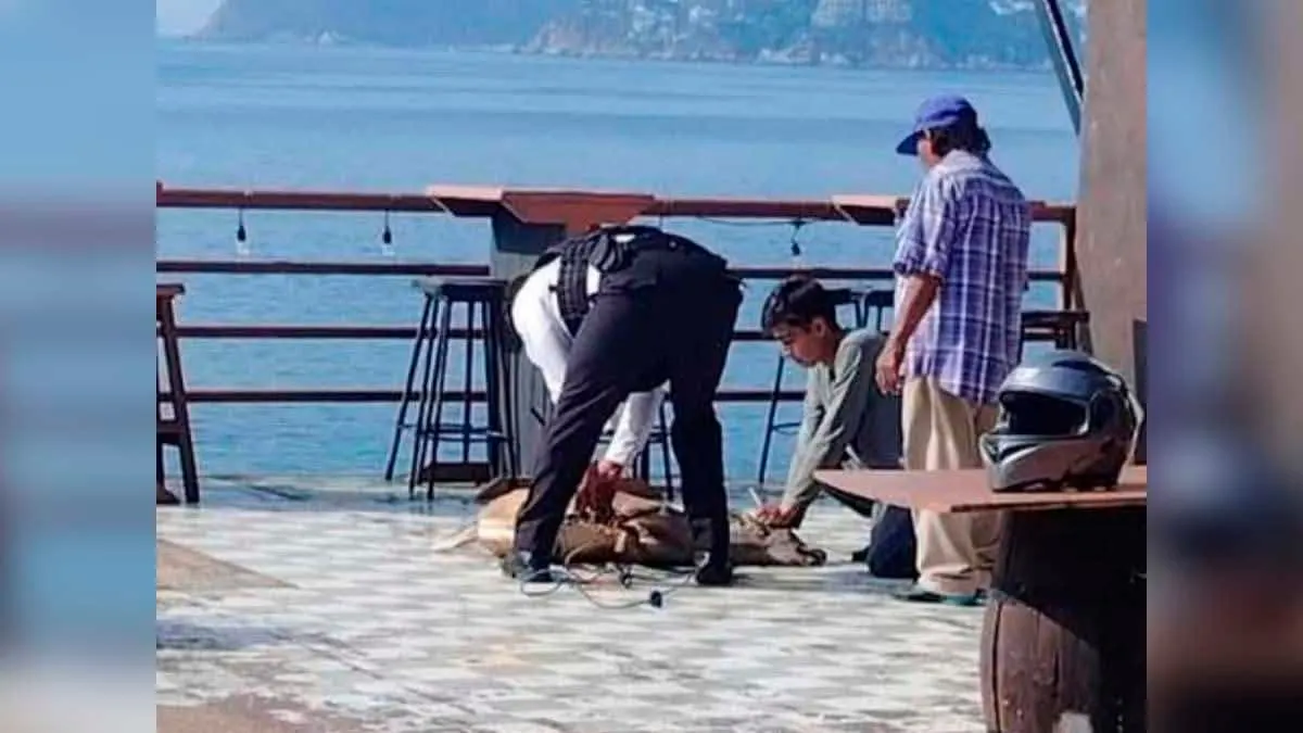 Desmienten nueva fuga de venados en el Club de Golf de Acapulco