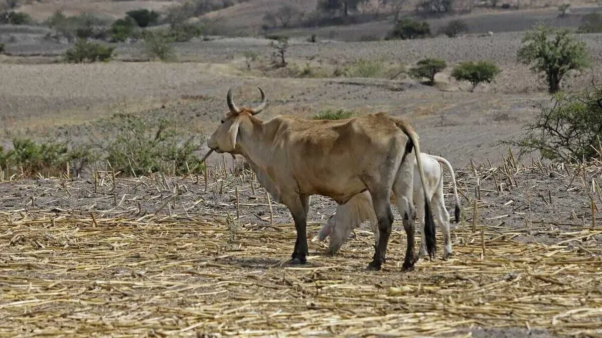 Miasis por gusano barrenador infecta a habitante de Copala, Guerrero