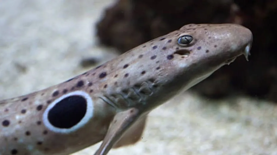 Esta especie de tiburón desafía la biología común de la reproducción