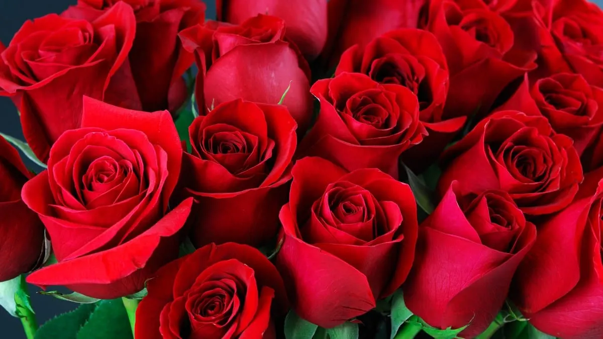 San Valentín: ¿Por qué la rosa terminó siendo la flor del amor?