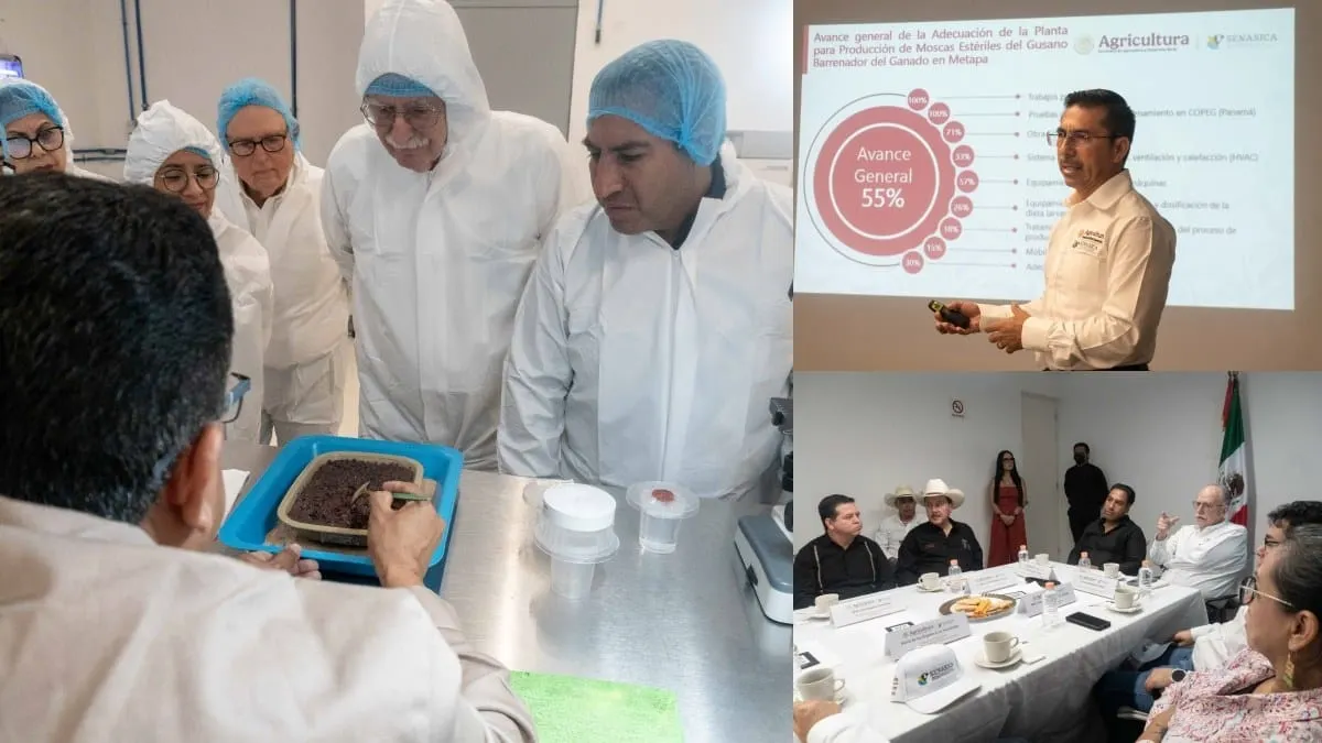 Sader apresura biofábrica de mosca estéril en Chiapas para frenar al gusano barrenador