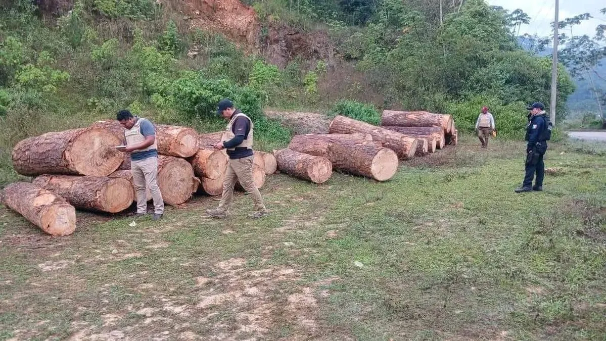 Decomisan madera en sierra de Atoyac tras denuncias ciudadanas