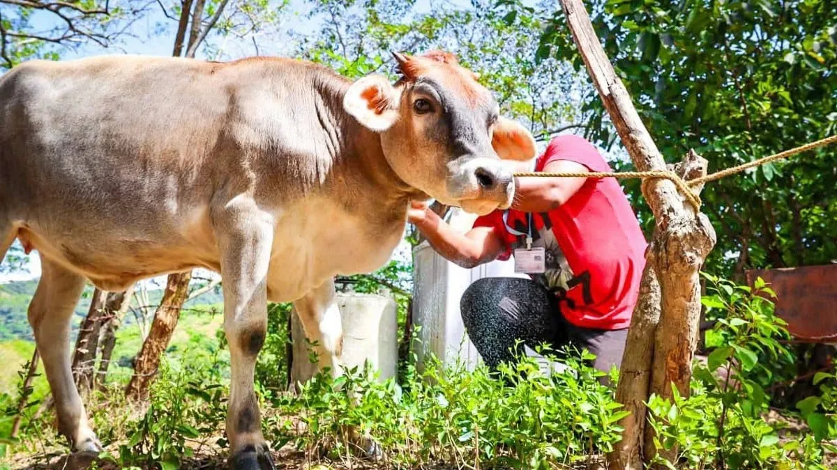 Gusano barrenador se extiende en Guerrero y alerta a ganaderos