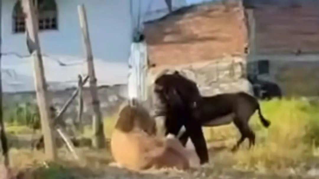 Piden investigar caso de maltrato a burros denunciado en Chilpancingo