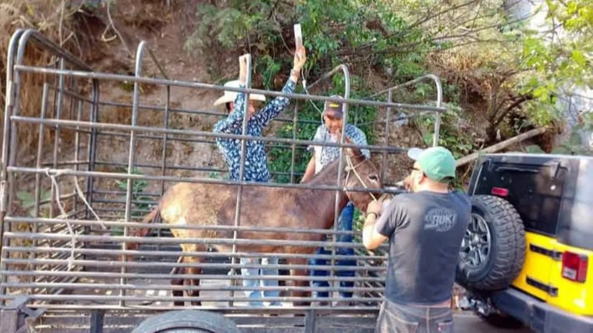 El animal fue asegurado y trasladado a un refugio en Acapulco para recibir atención especializada.