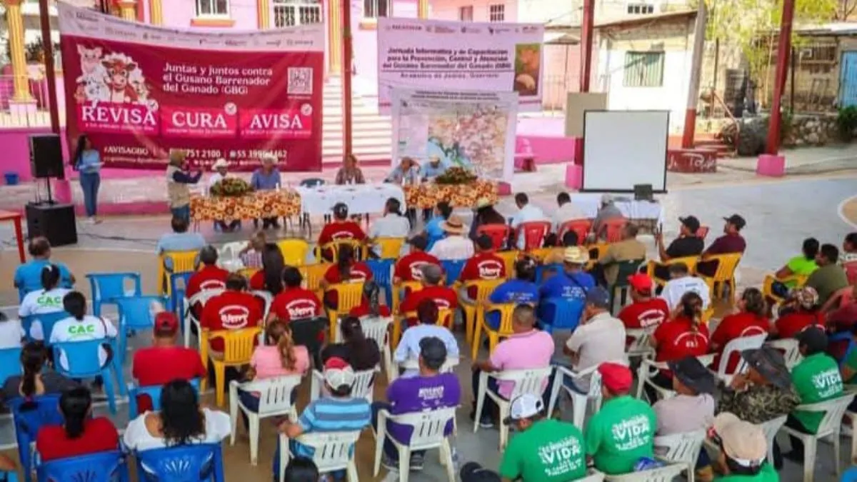 Estrategia estatal intensifica prevención del gusano barrenador en Acapulco