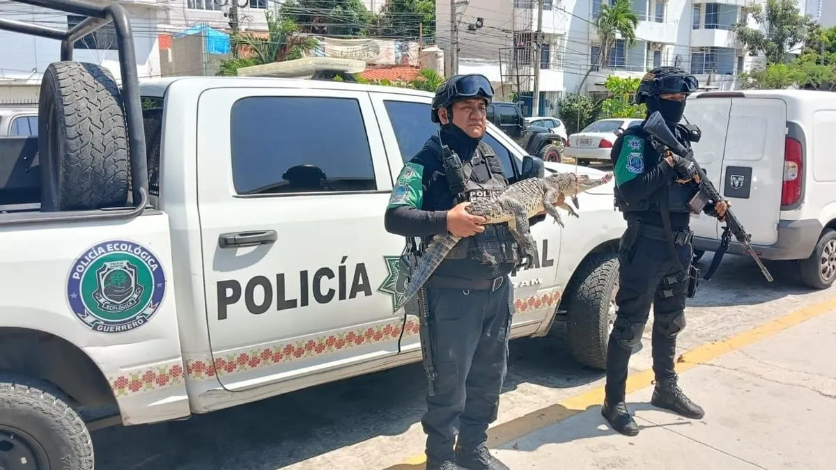 Encuentran cocodrilo dentro de mochila abandonada en Acapulco