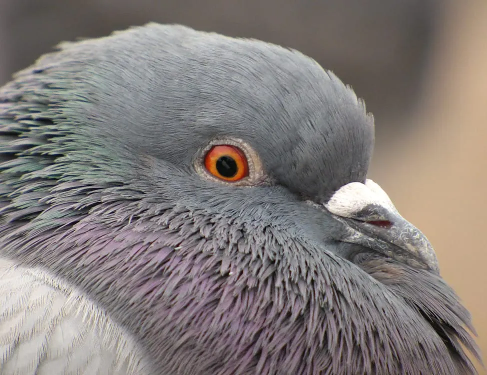 Científicos descubren en palomas un posible “sexto sentido” para leer el campo magnético
