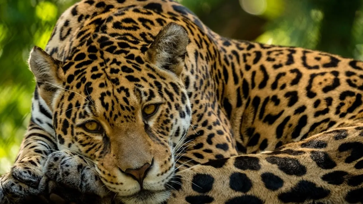 Congreso pide a Semaren y municipios meter dinero para proteger al jaguar en Guerrero