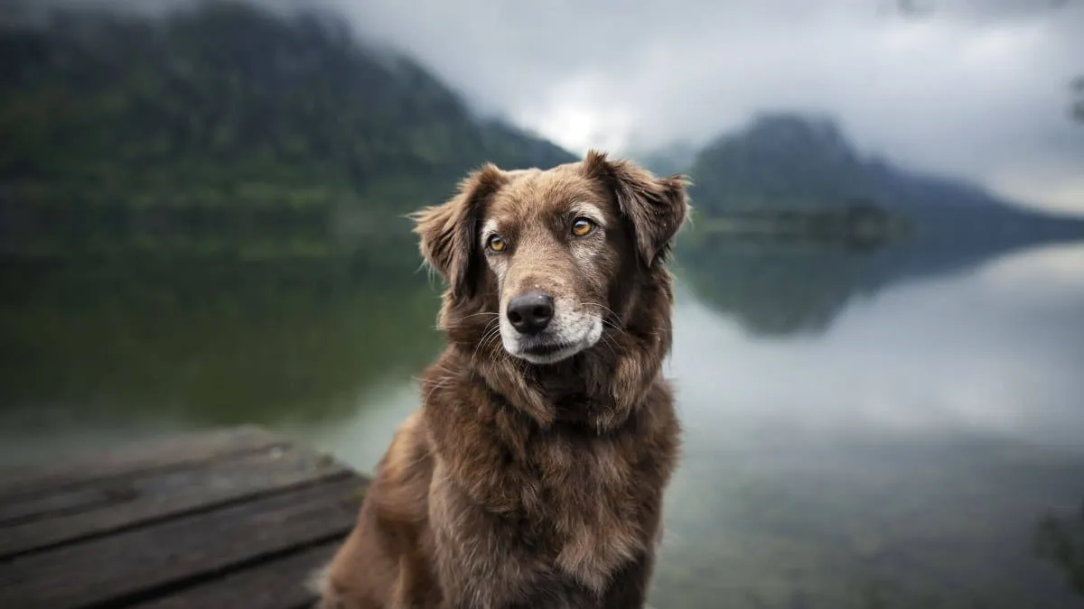 Perros de hoy vienen de una misma línea genética de hace 14 mil años