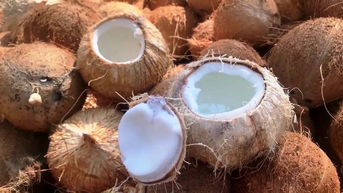 La copra, obtenida del coco, es esencial en la producción de cosméticos.