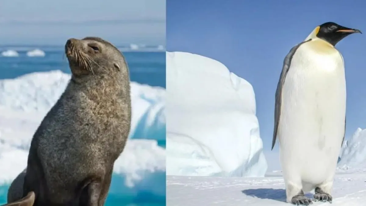 UICN: Pingüino emperador y lobo marino escalan a “en peligro de extinción” tras colapso de su hábitat
