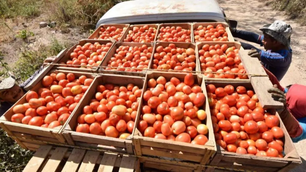 Jitomate en la mira: Sheinbaum intenta frenar alza que impulsa inflación