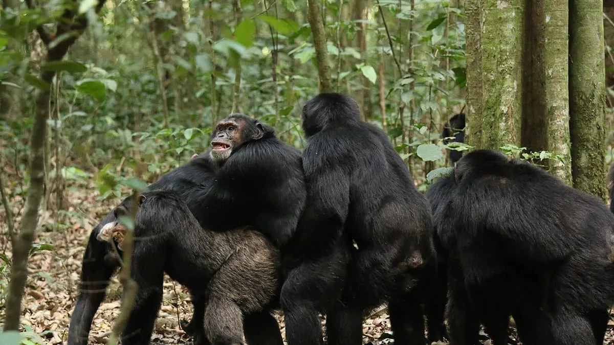 Se pelean hasta matarse: 200 chimpancés desatan guerra