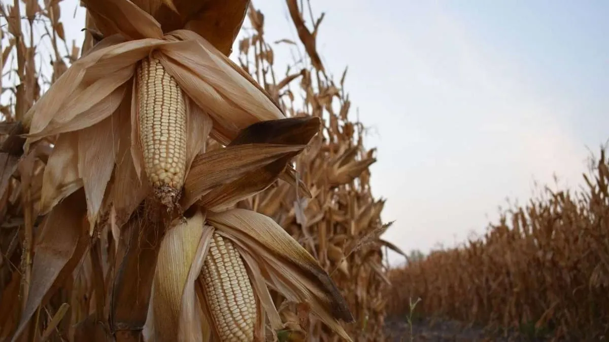 Buscan evitar que el maíz se quede en las bodegas o se malbarate.