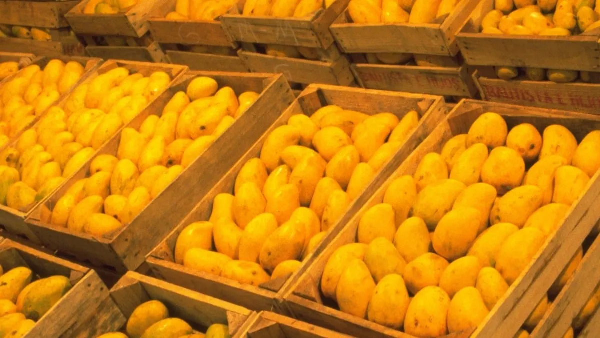Exportación de mango mexicano crece y apunta a más de 350 mil toneladas