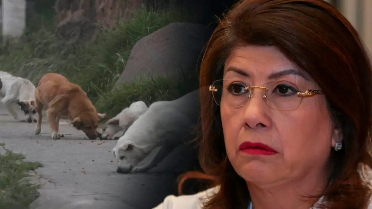 Senadora de Morena admite sacrificio de 10 mil perros en Tecámac