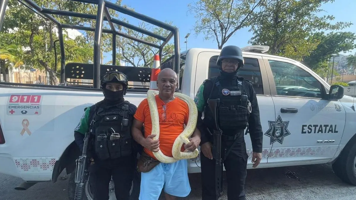 Aseguran pitón birmana en Acapulco tras detectar exhibición sin permiso
