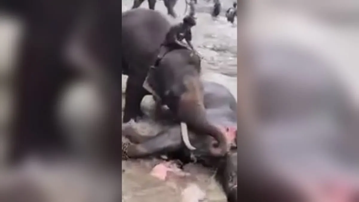 Muere turista de 33 años pisoteada durante pelea de elefantes en India ante decenas de visitantes