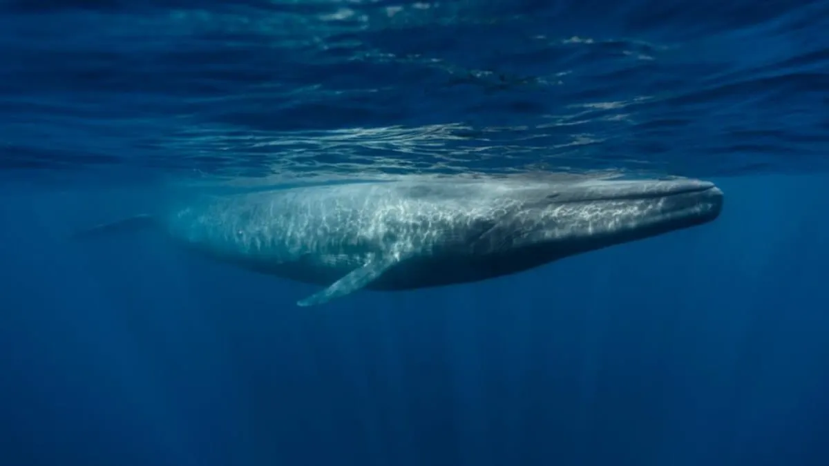 Decreto federal sobre Puerto Loreto desata alarma por impacto en especies protegidas