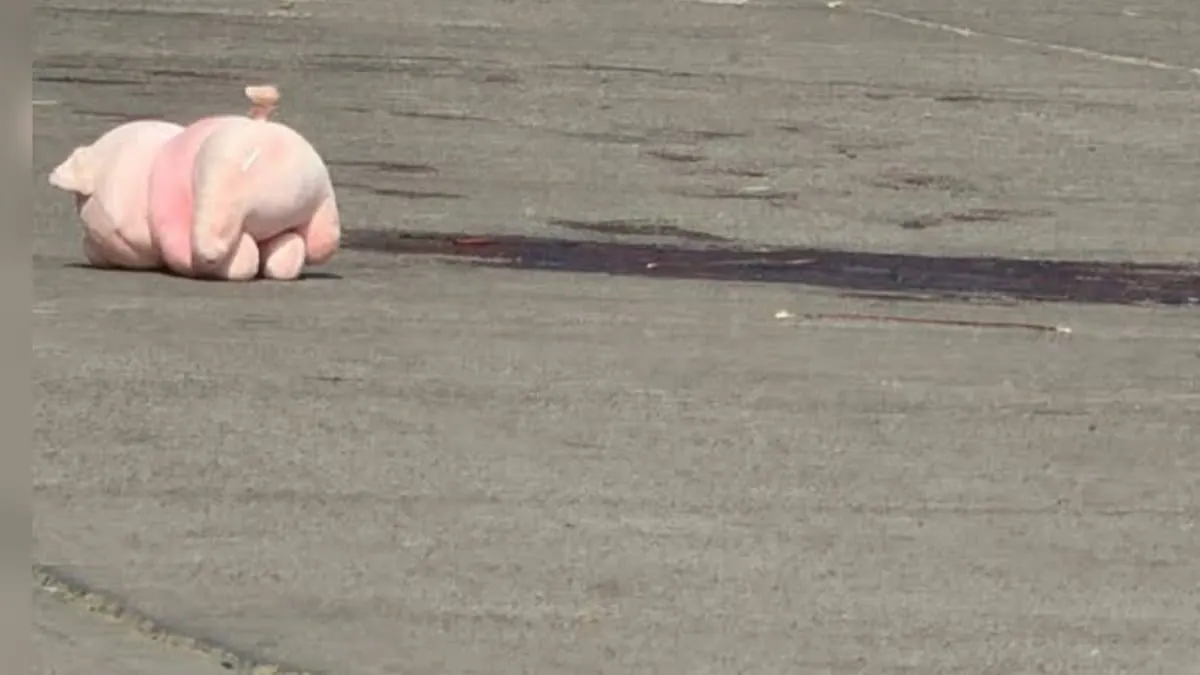 Cerdito rosa vuelve aparecer junto a un ejecutado en Culiacán y crece el misterio por el símbolo