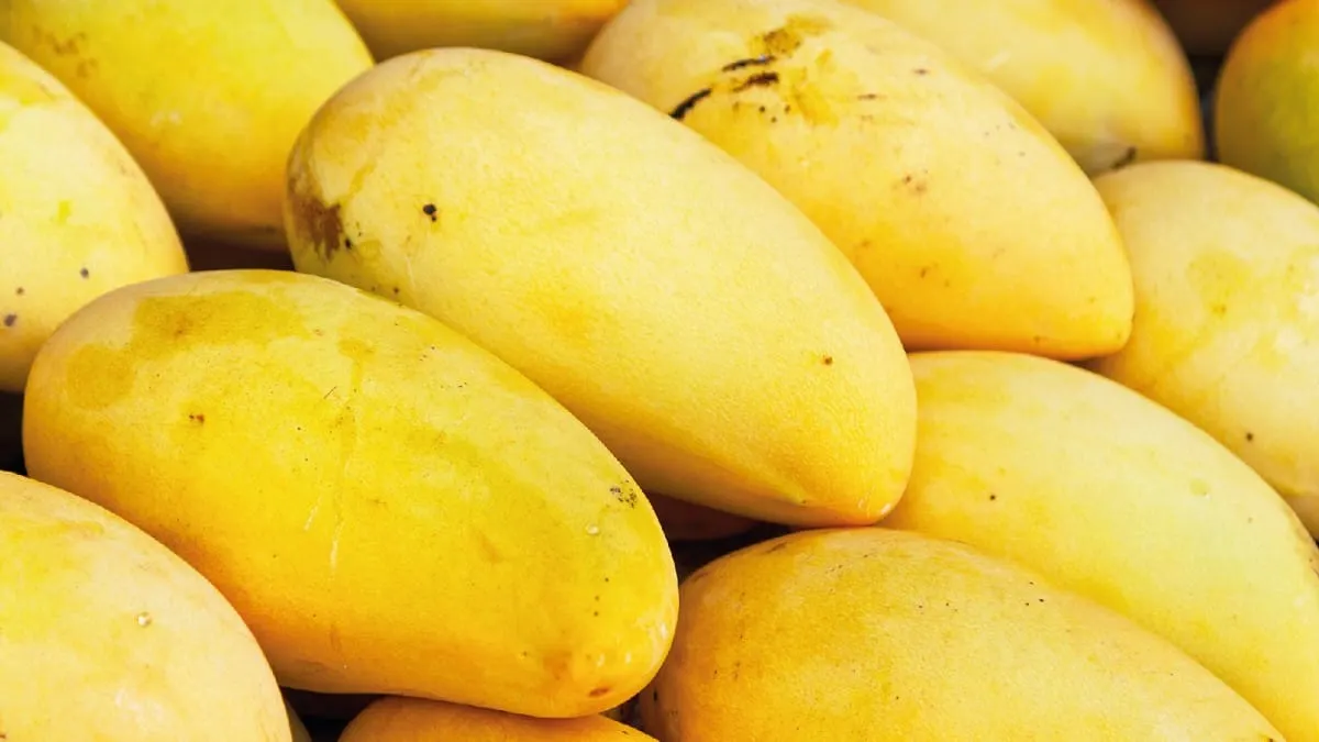 Congreso de Guerrero propone nuevo organismo para atender a 7 mil productores de mango