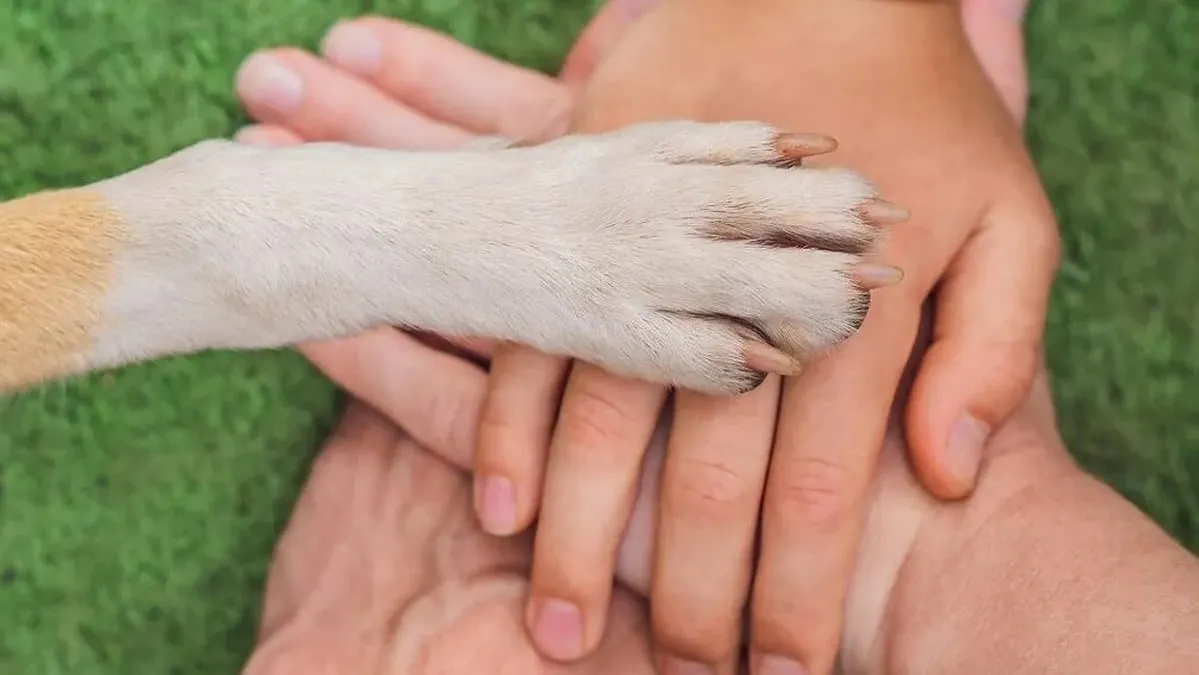 ¿Por qué queremos tanto a los perros? Harvard dice que hay una razón muy real detrás