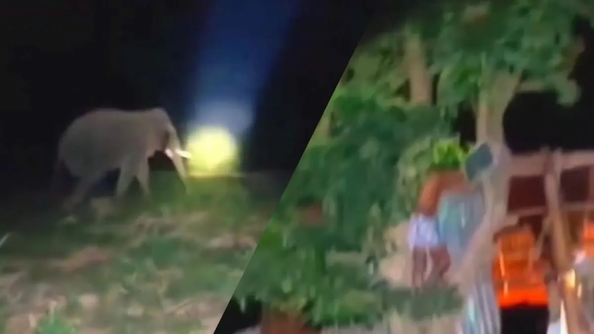 Elefante irrumpe en casa y desata terror; pareja de abuelitos huye a un árbol en Tailandia
