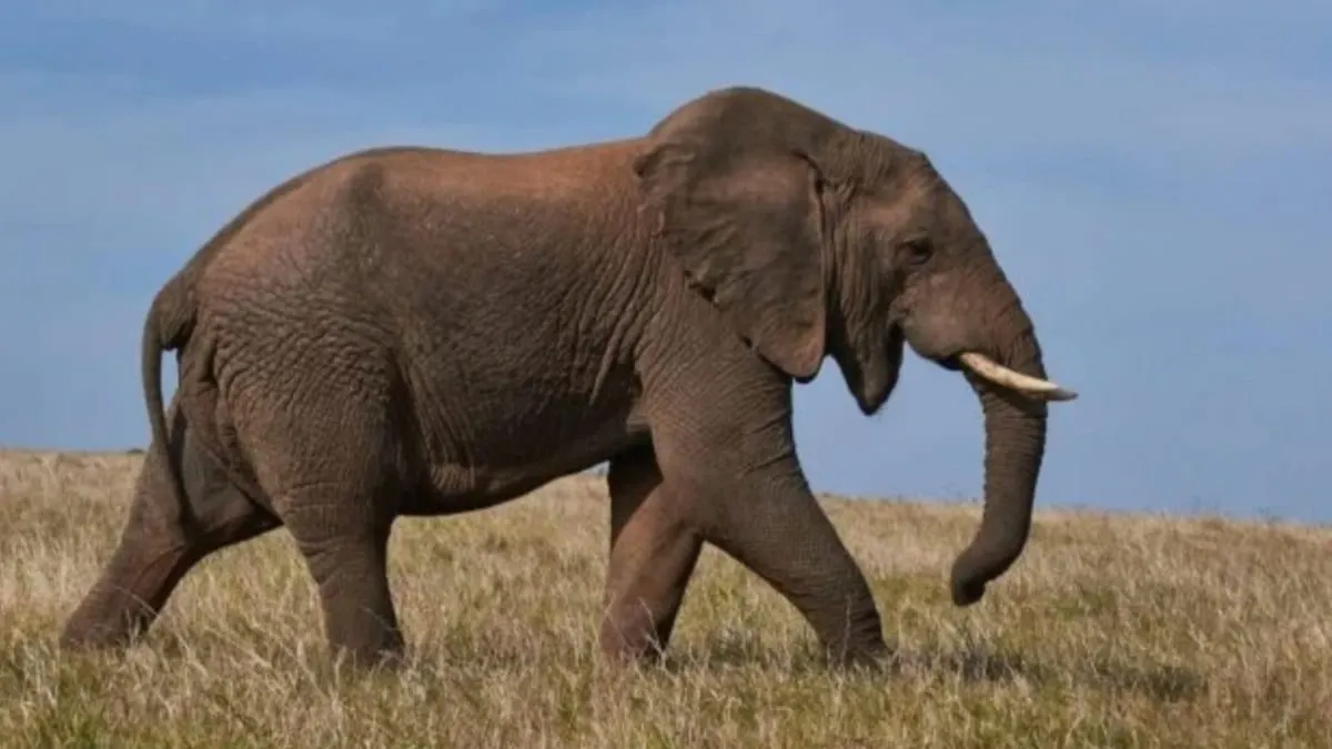 Madre muere tras ser pisoteada por un elefante mientras llevaba a sus hijos a la escuela en India