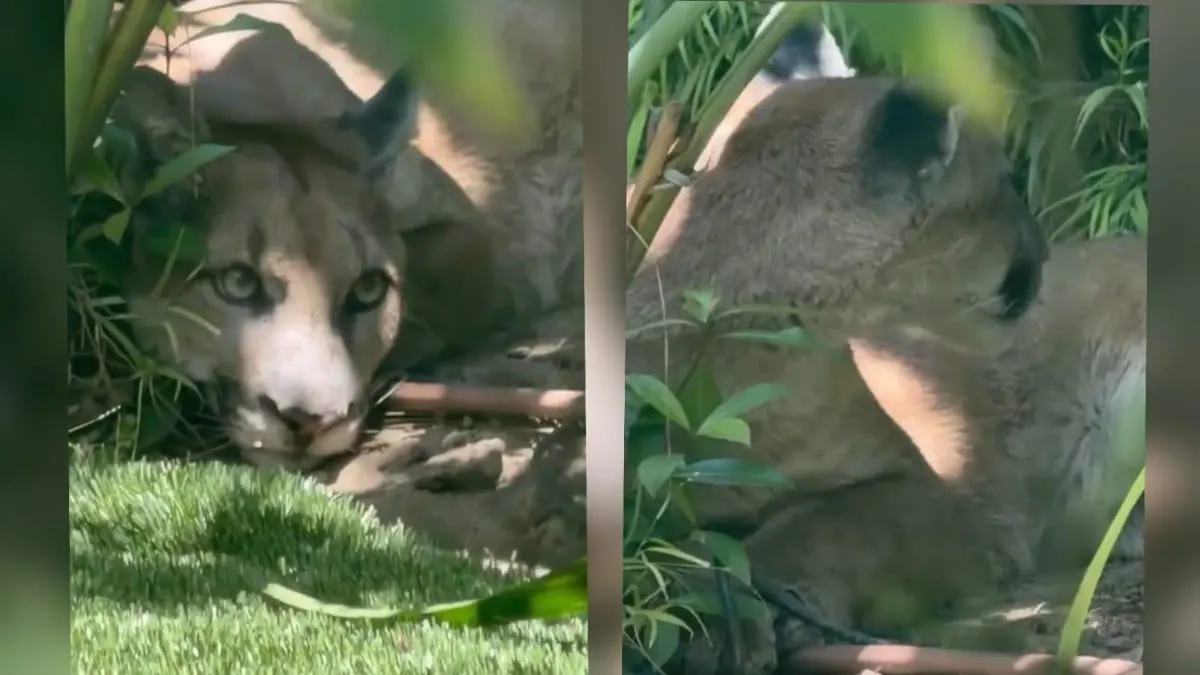 Puma irrumpe en patio de zona residencial de California y activa operativo de seguridad