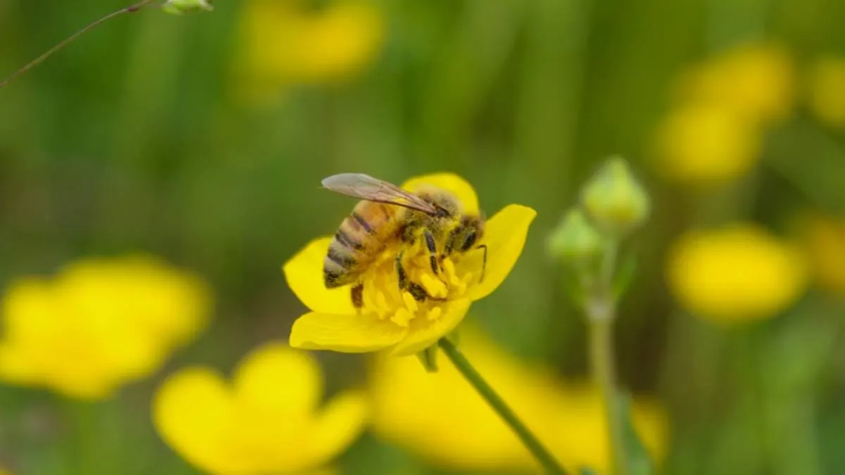 Nuevo estudio revela sorprendente comportamiento de las abejas