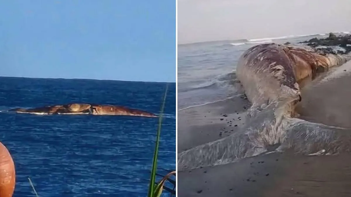 Entierran en la arena a ballena hallada muerta en La Unión, Guerrero