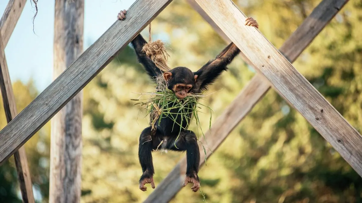 ¿Te ríes igual que un chimpancé? Un estudio dice que sí, y explica por qué