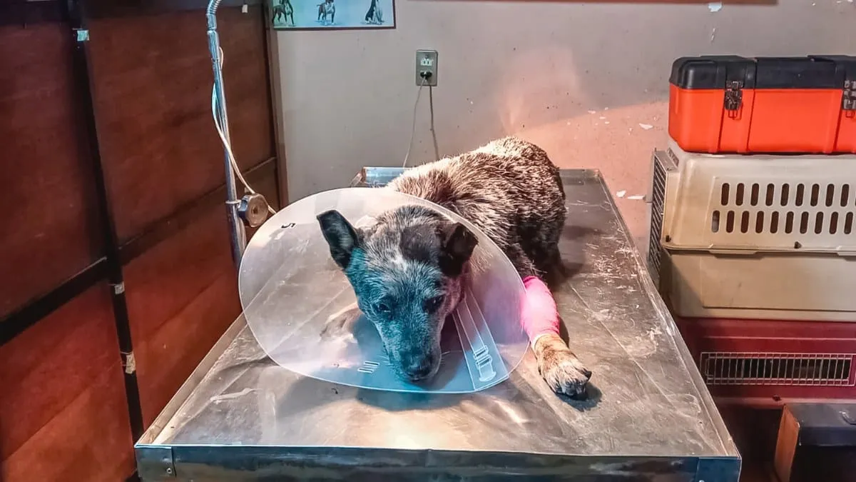 Contención contra el Gusano Barrenador del Ganado (GBG) hacia el sector de animales de compañía. 