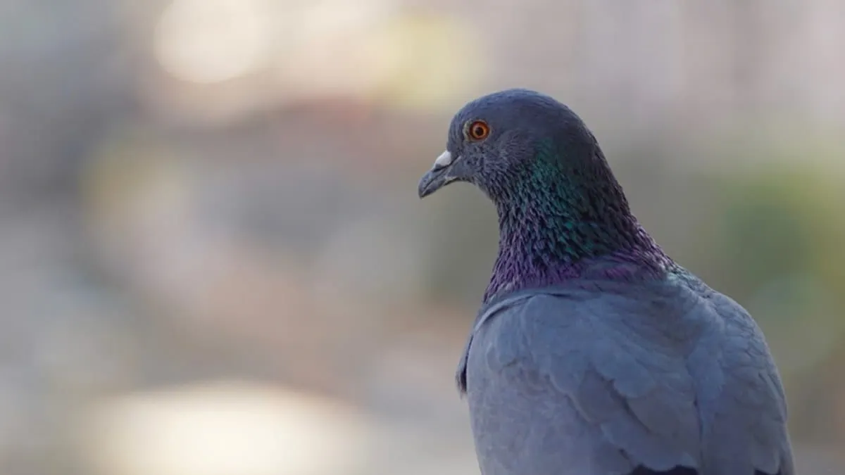 El “GPS” de las palomas estaría en su hígado, según nuevo estudio