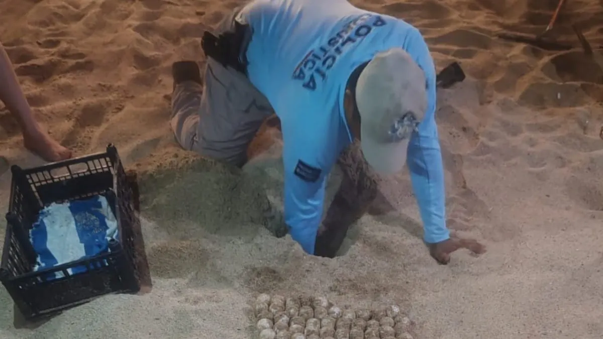 Resguardan 262 huevos de tortuga marina en playas de Acapulco
