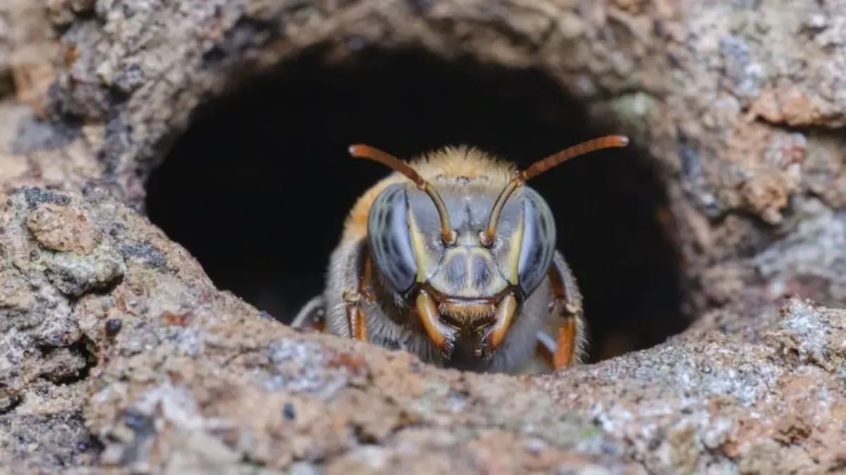 Las guardianas de la naturaleza van a juicio.